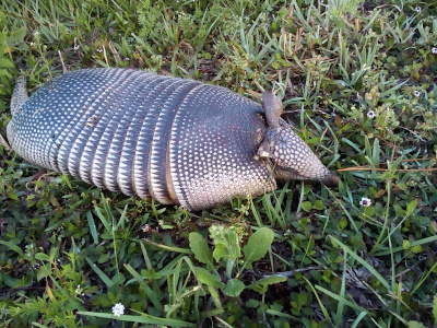 [A dead armadillo lies belly down in the grass. Its chin/snout at the end of its triangular head rests on the ground and both ears are visible. The body is flattened as if a vehicle tire ran over it. The body segments are visible with the topmost one seeming to be partially pulled away from the rest. The body is a dark grey with tan segments on its lower side and at the edges of each segment.]